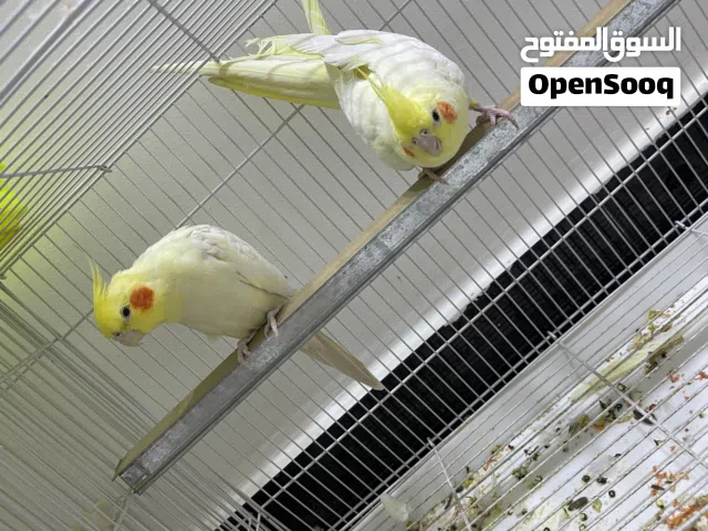 كوكتيل شكريات مزاويج