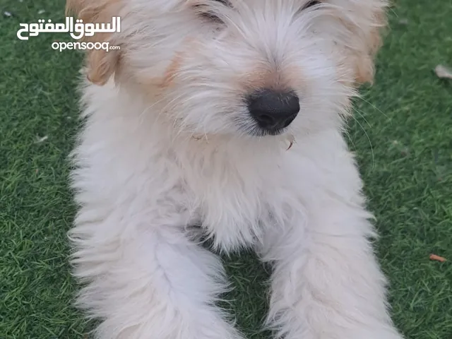 كلب shitzu للبي shitzu for sale