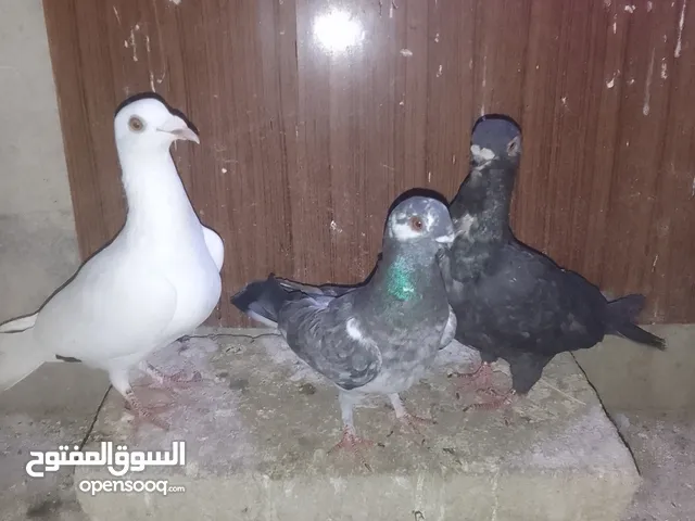 ثلث طواير للبيع
