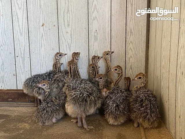 نعام افريقي للبيع ostrich