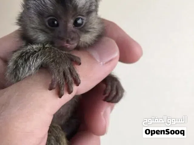 finger monkey