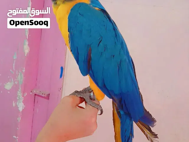 ببغاء مكاو