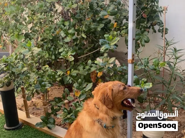 كلب جولدن للبيع