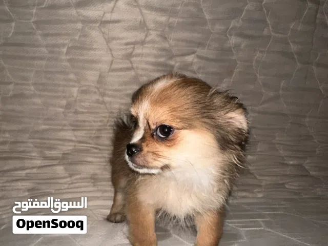 Pekingese male