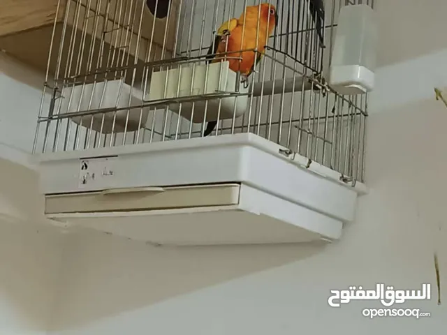 للبيع جواز بغبغاء شغالة كل جوز بقفص وكوخ..جوزين جرين شيك..وجوز صنكنيور..