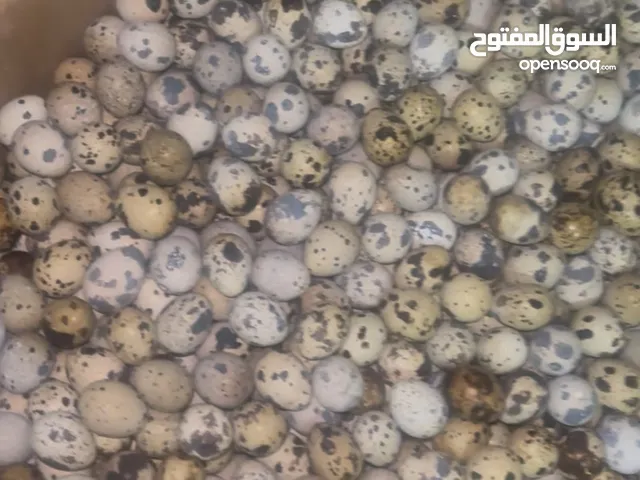fresh quail eggs available