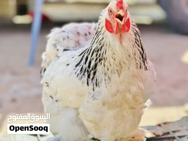 دجاجه براهما