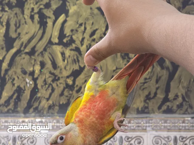 كنيور أناناس ريد فيس طفره + روز