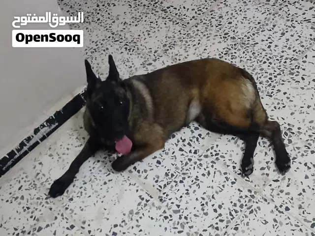 نتايا ملينوا ربي يبارك تفرج ع الفيديو تام (واقراء الوصف ويلي جاد لشراء يتواصل معاي)