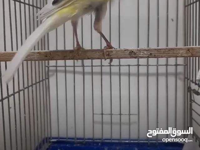 فحل كنار للبيع
