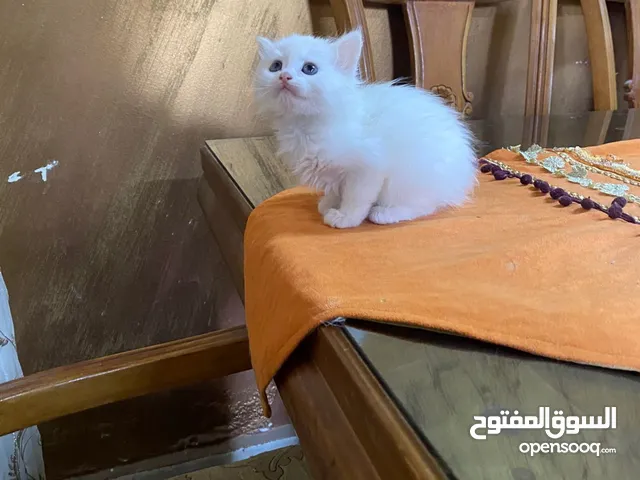 سكوتش مكس شيرازي متعودين عاللاى بوكس والدىاي فود لعوبين والويت فود وصحتهم ماشالله ممتازه