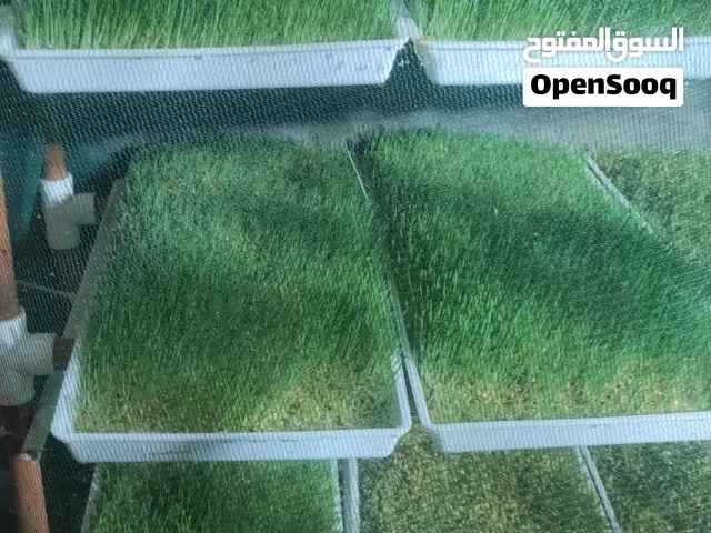 غرفة استنبات شعير (اقره الوصف زين)