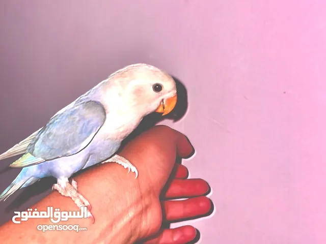 طير روز نهدي
