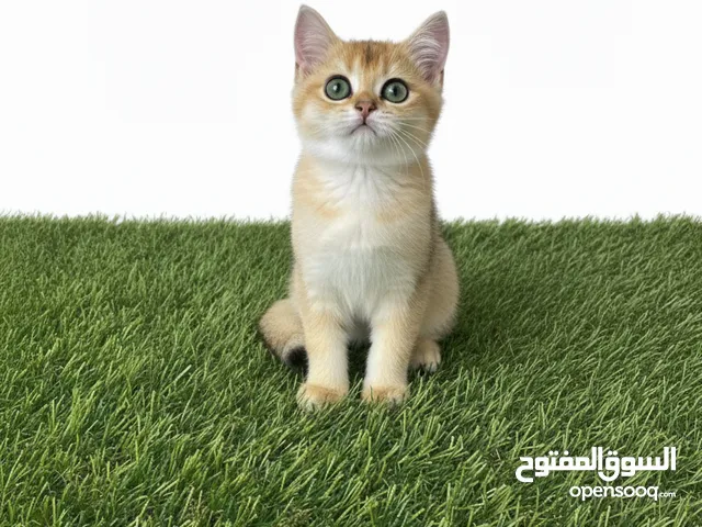 بنت اسكوتش جولد