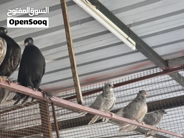 حمام زينة تصفية