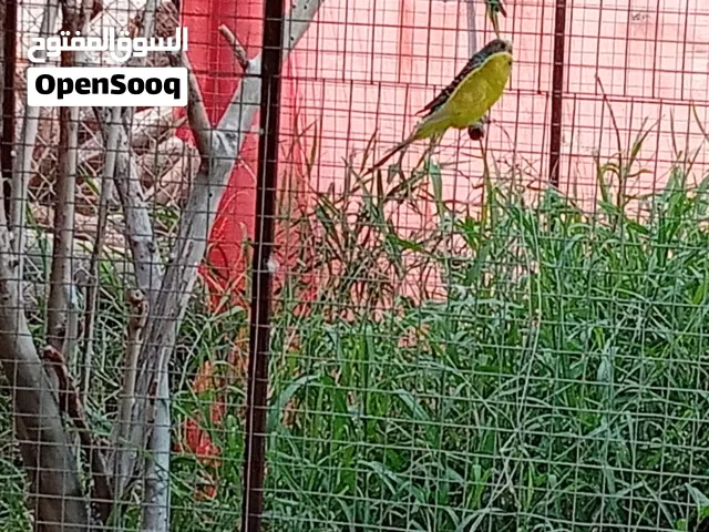 البيع بغبغاء  متوه الوصف باتجى زوج