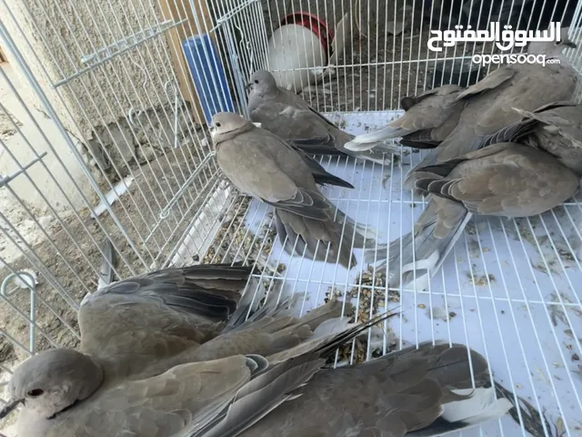 حمام للبيع