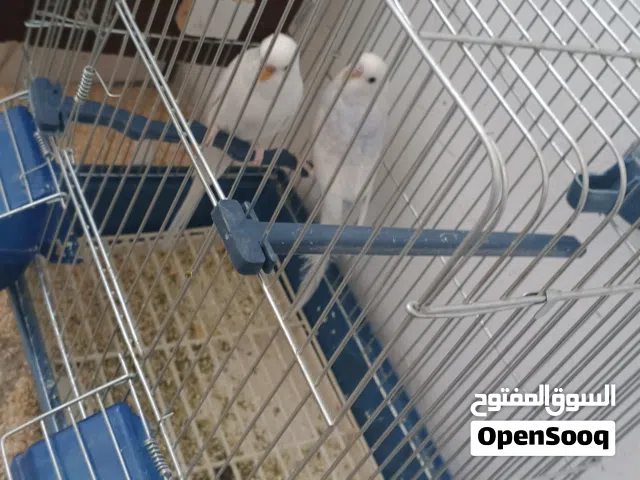 جوزين حب بالصلاة على النبي للبيع