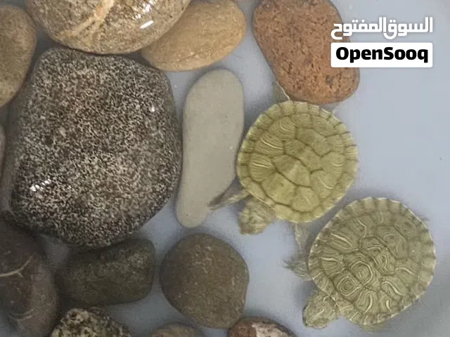 للبيع 2 سلاحف صغيرة و جميلهثى