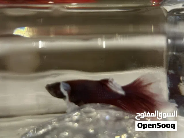 Betta fish dumbo ear half moon  سمك البيتا الدامبو اير هالف مون
