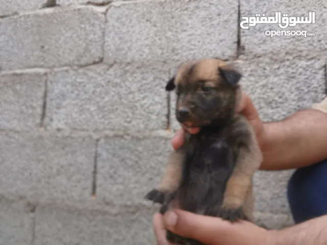 9جريوات مينوا للبيع1 انتي و 8 دكور ربي يبارك