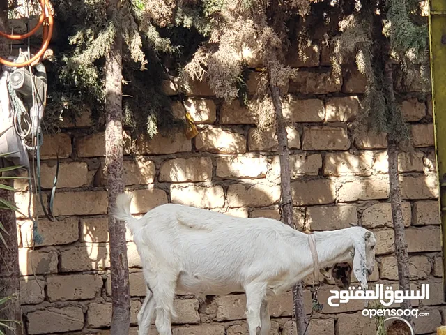 معزه هجين عشرا ع ميلاد سنها اول جمع