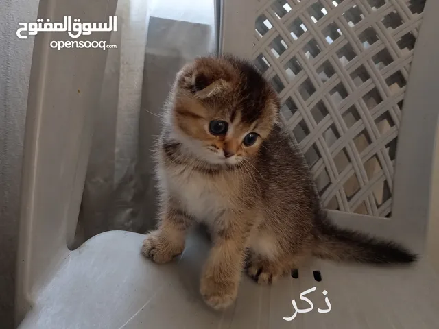 كتين سكوتش فولد وستريت
