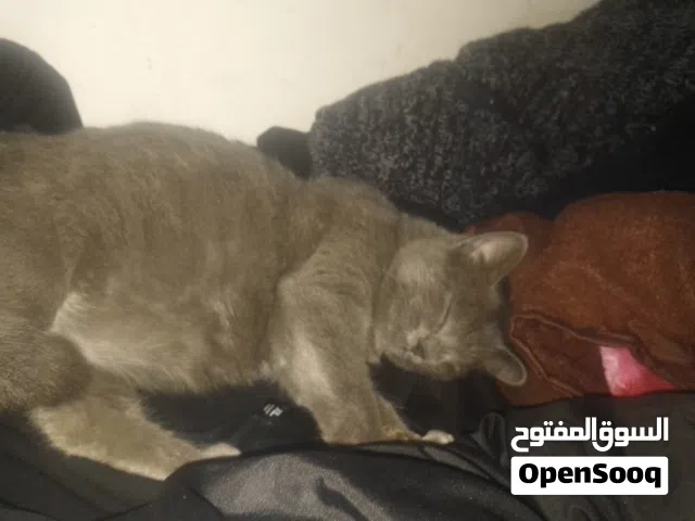 القط الازرق الروسي