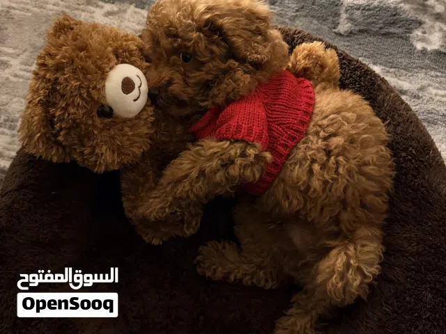 توي بودل Toy Poodle Male – 4 Months Old