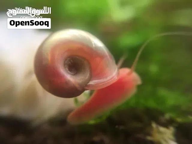 Pink Ramshorn Snails   حلزونات مائية لاحواض الزينة