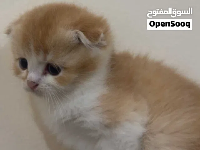 قطوه سكوتش فولد ذكر للبيع