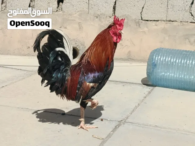 السلام عليكم دجاج عرب للبيع صحه جيده دجاج كله بياض مكاني بصرا قبله حي المهندسين وهذه رقمي