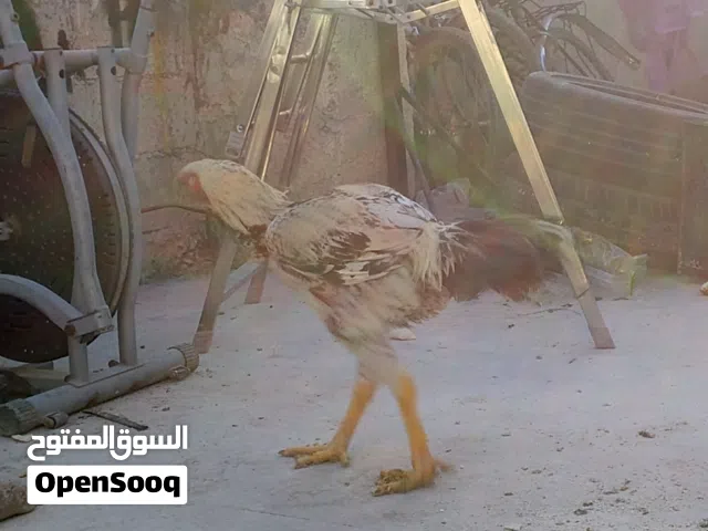 ديك حجازي عمر6اشهر عوجه شغل