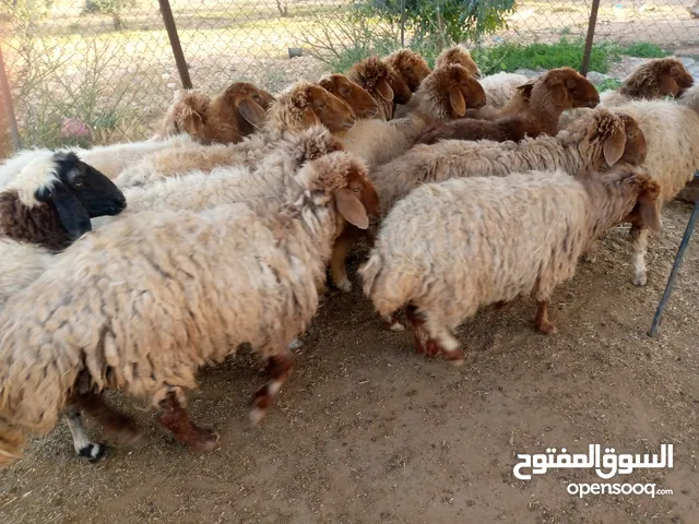 بلدي عقائق ومجنوي ونذر ولحم جميع ألاوزان والأسعار شروط العقيقة و الضحية