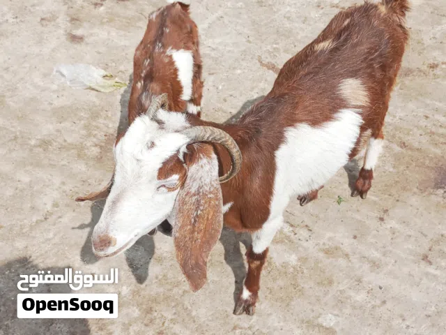 نتايه ملس ومعاها 2 دكر بحبو حامي ونتايه عمر 5سهور