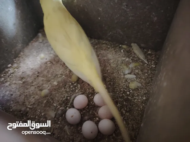 جوز حب تحتيه 6 بيضات مع القفص
