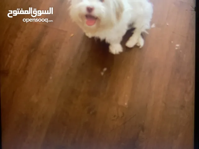 كلب تيرير للبيع عمر 4اشهر