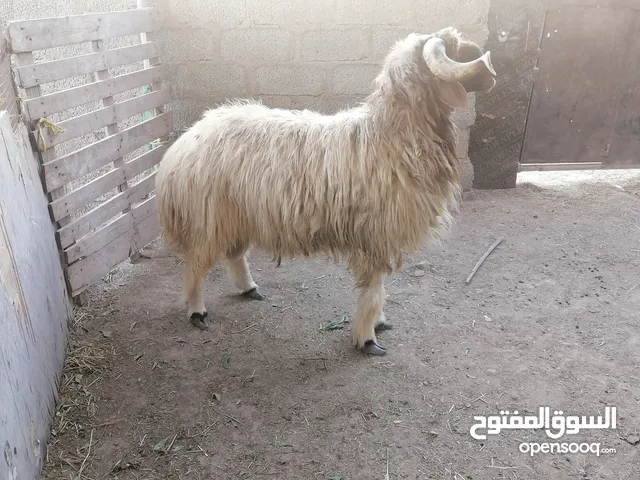 كبش نعيمي ماشاءالله عليه