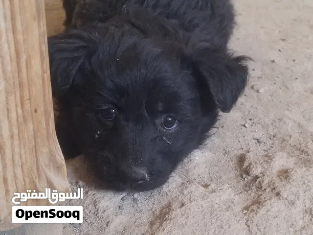 جروه بلاك رويال