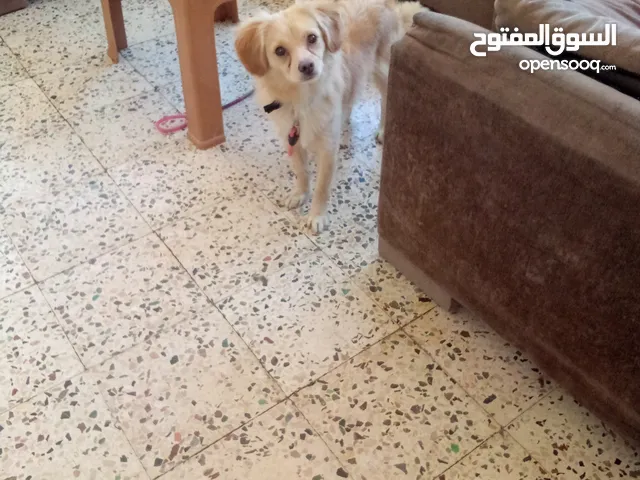 كلب ذكر ايطالي أليف