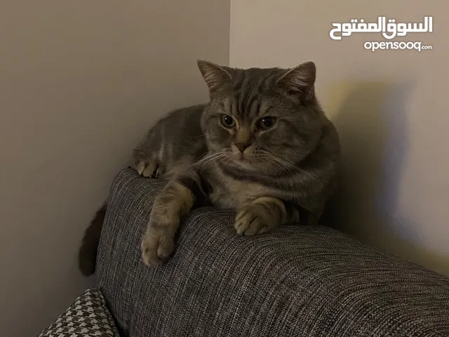 قط بريطاني عمرو سنتين