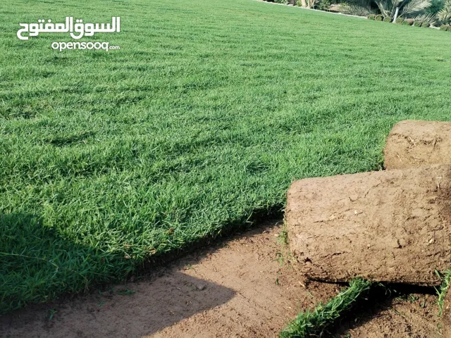 تخفيض.. للعشب الطبيعي الأمريكي بلاس بيلام C2000 وبرمودا