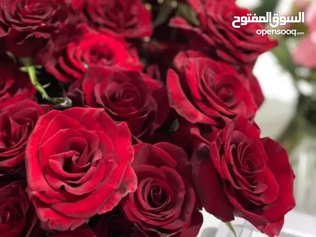 متوفر شتلات الورد الجوري للبيع وفيه خدمة توصيل داخل طرابلس