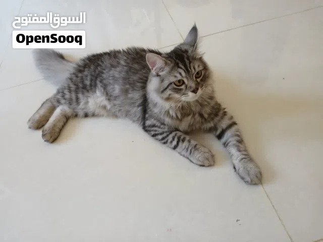 Turkish persian cats