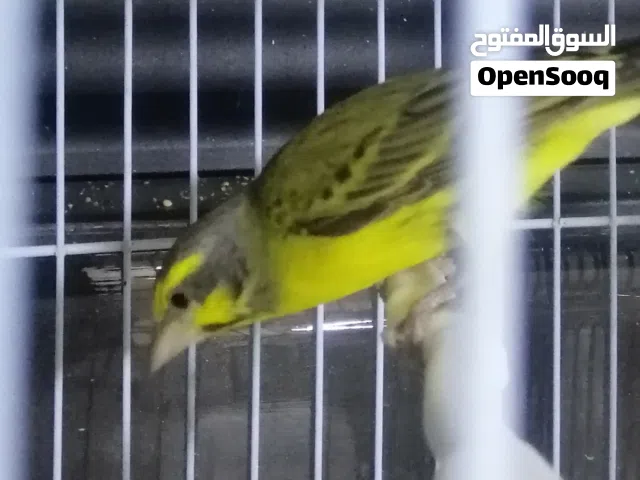 جوز كنار زيتي قطعه ولون حنونات تحتهم بيض