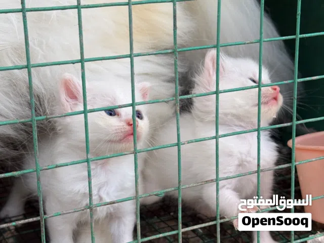kitten persian 1 and half month