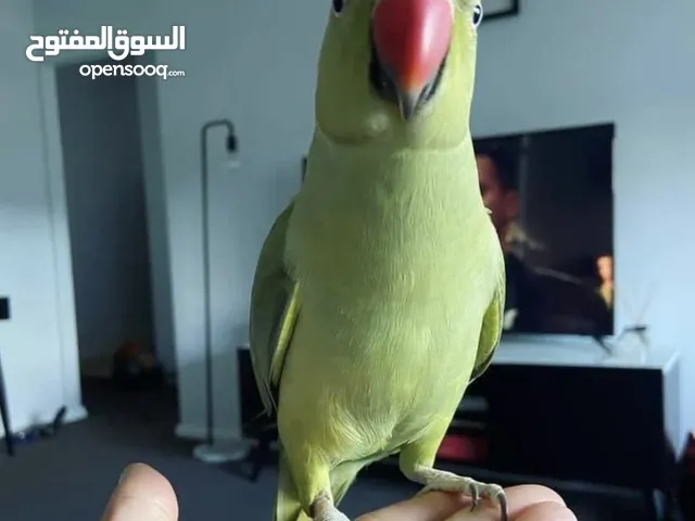 بغبغان دره هندي مدرب و متكلم