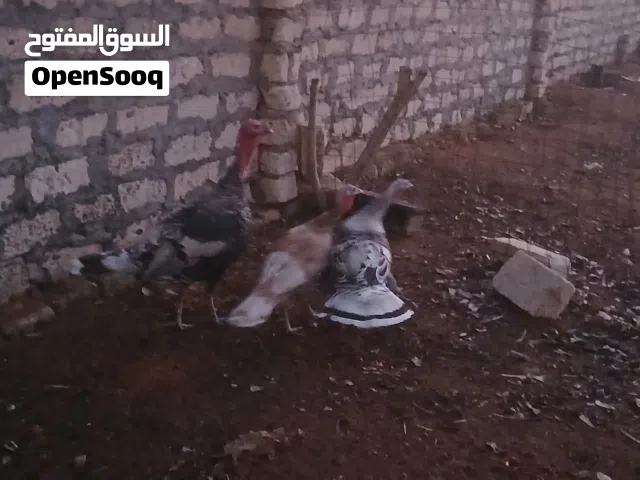 بسم الله مشاءالله ديك رومى للبيع