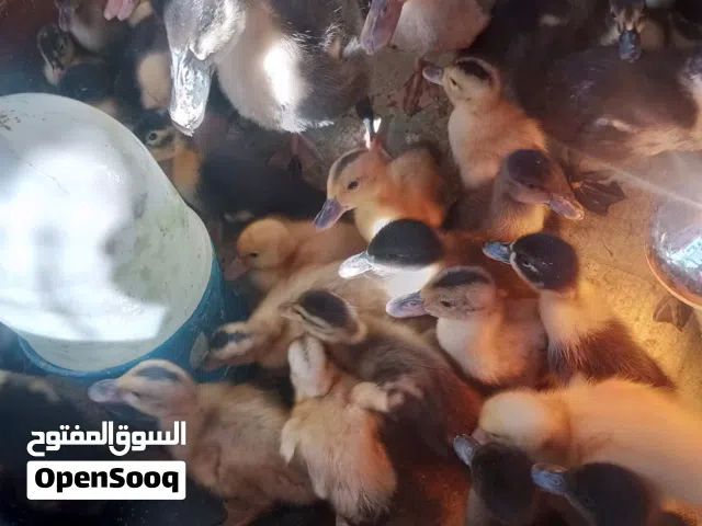 صوص بط تركي