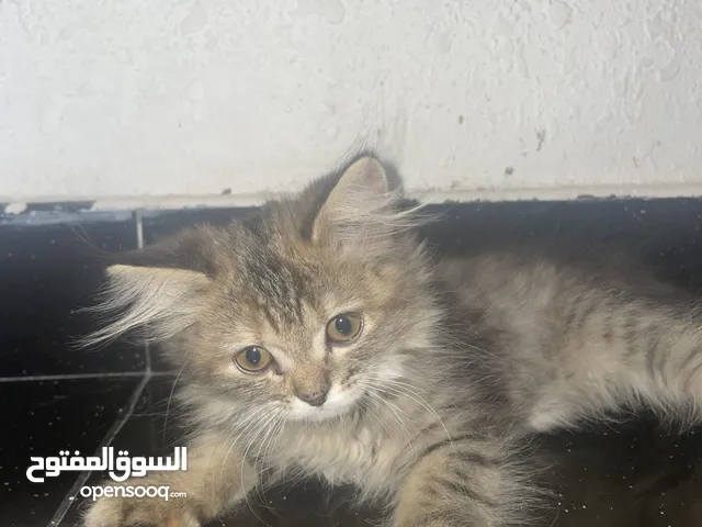 الأب شيرازي والأم سكوتشي و القطط طلعت مكس. نوعين أنثى. القط الواحد 15 الاثنين 25